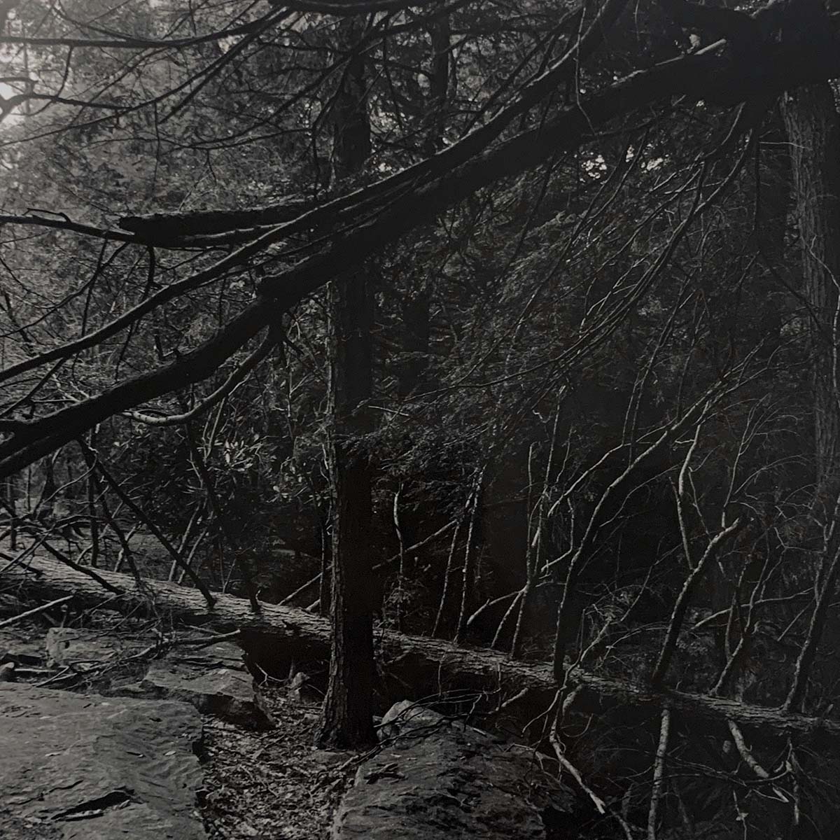 image of a dark forest